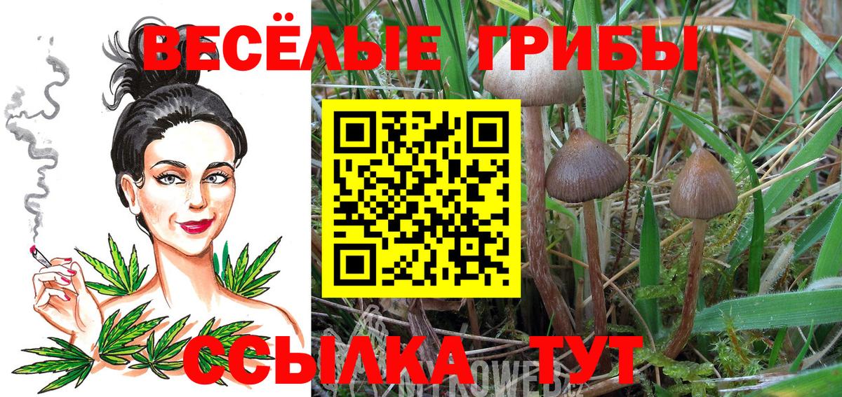Галлюциногенные грибы Psilocybe Хасавюрт